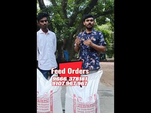 pradep farms feed about dr praharsha garu#Dr praharsha#rooster #feedshorts #viralvideo