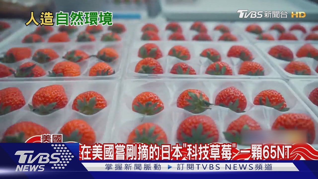 這顆草莓很科技! 垂直農場100%模擬環境 在美國種出日本莓