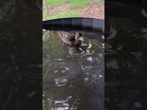 How Messy Ducks Actually Are