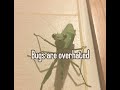 I Wish Bugs Were Real