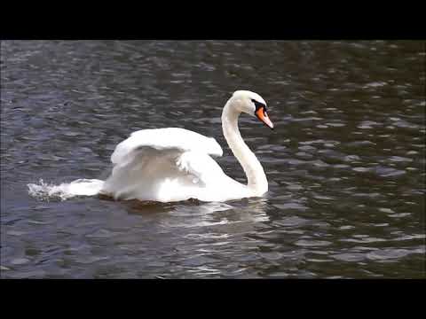 ЛЕТОМ НА РЕЧКЕ. ЛЕГКАЯ ВОЛШЕБНАЯ МУЗЫКА ДЛЯ МОИХ ДРУЗЕЙ