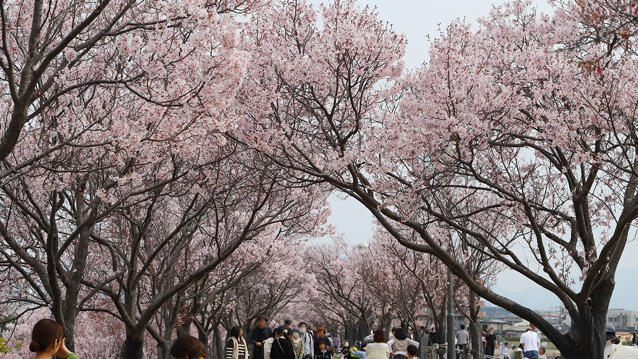 狭山池公園の桜