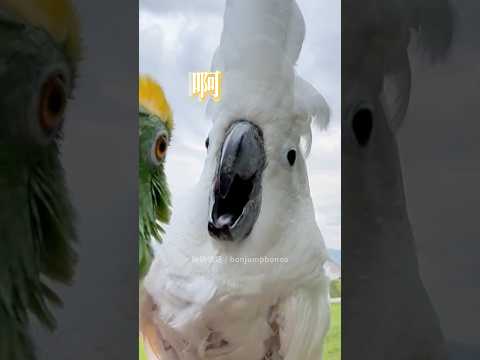 啵啵雙魚座 🤣 #鸚鵡