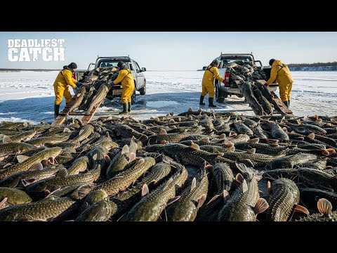 Devil Fish Invasion: How Armored Catfish Took Over North America | Fishing Documentary