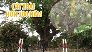 Cây giống xoài Thái Lan- Cách trồng và chăm sóc