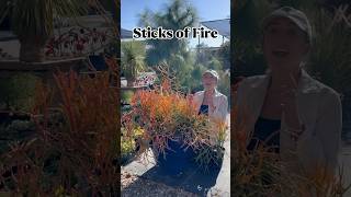 Sticks of Fire Care & Growing Tips