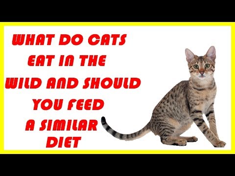 what do cats eat in the wild and should you feed a similar diet