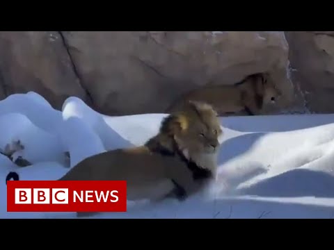 歴史的な猛吹雪の後、デンバー動物園のライオンは雪の中で大はしゃぎ - BBC ニュース (Lions at Denver Zoo frolic in the snow after historic blizzard - BBC News)