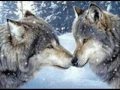 WAYLON JENNINGS WILL THE WOLF SURVIVE.wmv