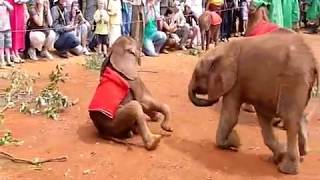 🐘 Visit to Sheldrick Elephant Orphanage