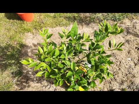 O.304 Cytrusy w szklarni po zimie, przegląd i oddzielenie nadwyżek.