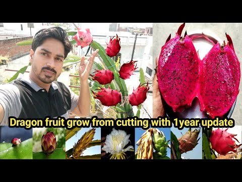 How to grow dragon fruit plant with 1 year update/Dragon fruit harvest/Full information