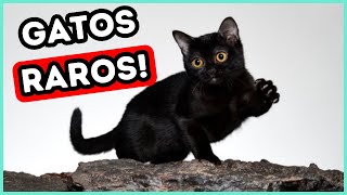 31 Raças de Gatos Mais Populares + 5 Raças Raras Que Você Precisa Conhecer!