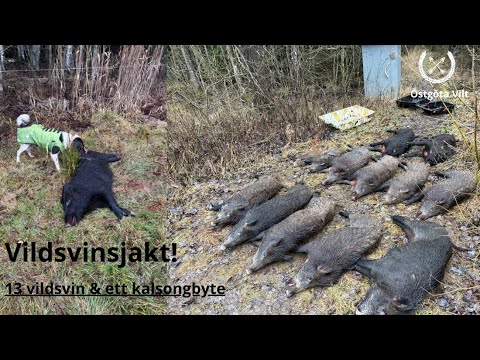 Vildsvinsjakt | 13 vildsvin & ett kalsongbyte! | jakt | Östgöta vilt |