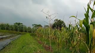 Download lagu cara mikat ciblek sawah,tanpa nunggu lama langsung poin mp3