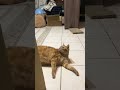 Cat being dragged #shorts