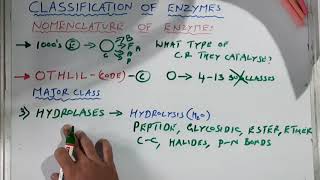 Enzyme Classification Biomolecules class 11 Biology Ncert