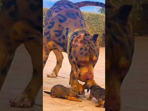 5 most deadliest and dangerous dog breeds in the world 🔥🌎 #shorts