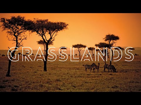 Grasslands of the World (Steppe, Prairie, Savannah etc.)