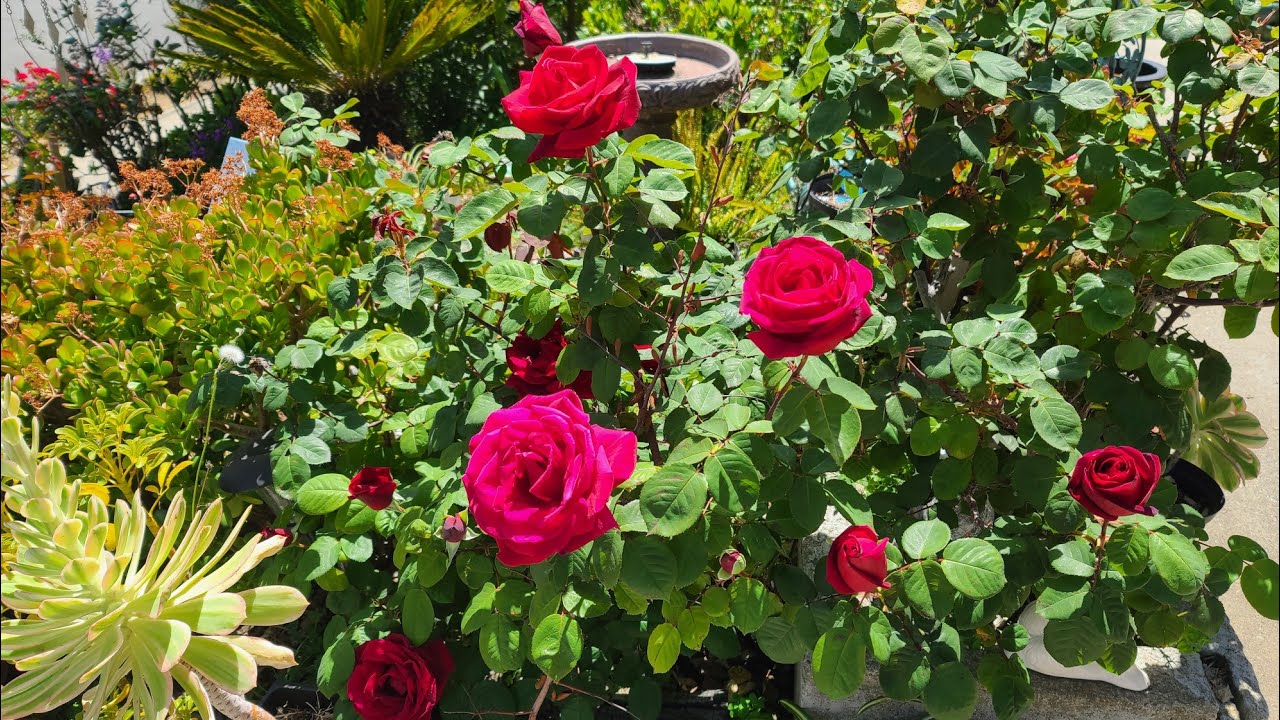 MISTER LINCOLN HYBRID TEA ROSE FLOWER #shorts