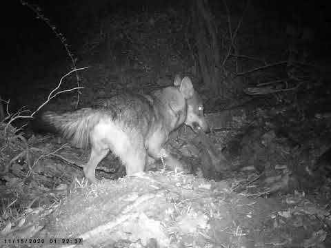 Lupo mangia resti di una delle pecore predate 3 giorni prima ad un pastore nei boschi di GENOVA (2)