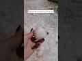 Heavy Hail Storm Leaves Huge Ice Balls Shorts