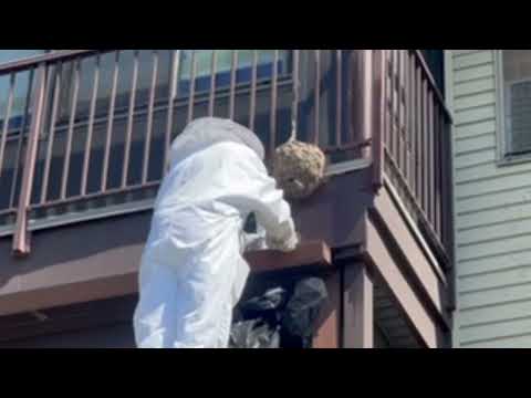 Under the Balcony is an Active Bald-Faced Hornets Nest in Edison, NJ