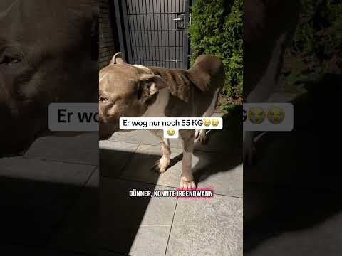 XXLBALU wie er starb die ganze traurige Wahrheit #hundeliebe #americanbully #dog #hund #listenhund
