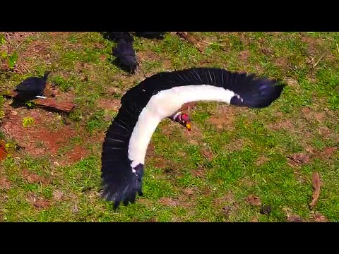 URUBU-REI O MAIS FORTE QUE EXISTE 👑