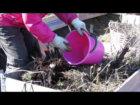 Jordärtskockor skördade och sådd i växthuset