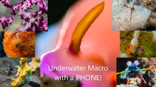 Forget Your DSLR: Phone Underwater Macro Has Arrived