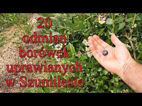 20 varieties of blueberries grown in Szumiles - Garden pierdamony 169