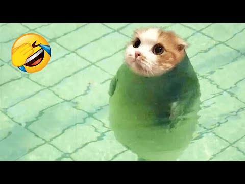 Quand le chat a été surpris par le poisson les animaux les plus drôles 🤣