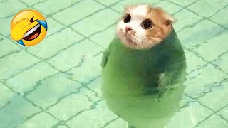 Quand le chat a été surpris par le poisson les animaux les plus drôles 🤣