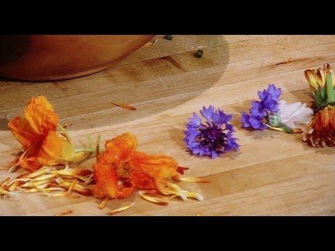 download lagu mp3 mp4 Cornflower Edible, download lagu Cornflower Edible gratis, unduh video klip Cornflower Edible