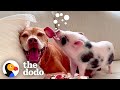Baby Pig Learns To Bark From Her Pittie Brother The Dodo