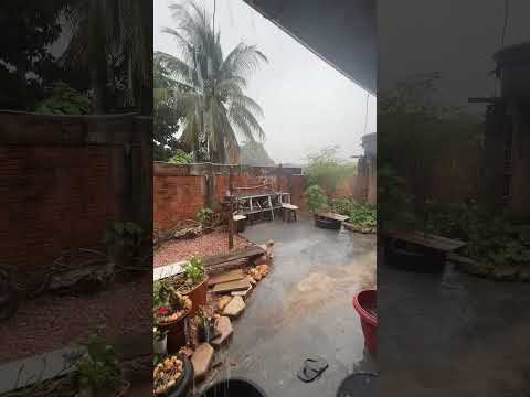 Chuva em tucumã para