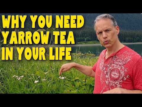 8 Reasons you need YARROW TEA in your life - Benefits of Achillea Millefolium