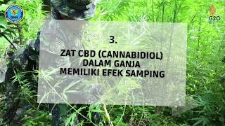 Download lagu FAKTA TENTANG GANJA YANG SEBENARNYA mp3 Download lagu FAKTA TENTANG GANJA YANG SEBENARNYA mp3