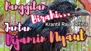 Download lagu Suara Panggilan Birahi Burung Srigunting Krantil Batu Raja Betina mp3 Download lagu Suara Panggilan Birahi Burung Srigunting Krantil Batu Raja Betina mp3