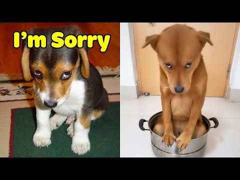 Guilty DOG Face Reaction - Guilty Dogs Video Compilation 2021