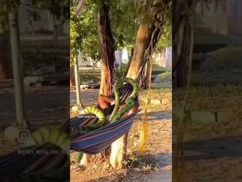 Behold… HAMMOCK SNAKE PRANK!🐍 #Metal #Prank #MaxedOut 😂