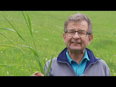 Zeigerpflanzen im Grünland