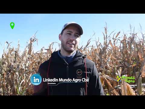 🟨🌽Ensayos con Pemán Semillas en Cañada de Luque Recorrida a Campo de Ensayos de Maíz