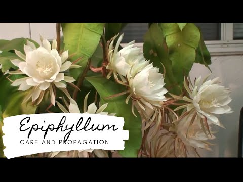 , title : 'Epiphyllum Care And Propagation!!