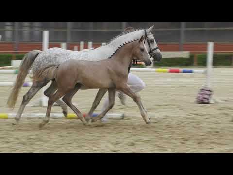 Auktionsfohlen Nr 7 HF v. Golden Grey – FS Dr  Watson