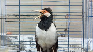 Download lagu Burung Jalak Suren Gacor Mompa Full Variasi - Pancingan Jalak Suren Agar Gacor Full Isian Mewah mp3