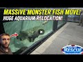 Moving GIANT Monster Fish Out Of Quarantine Josh Update