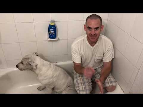 YouTube video about: How often should you wash your dog with fleas?