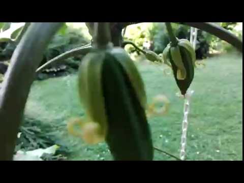 6#Terrassen Update vom 22.7.2016 - Cherimoya-Papaya Fruchtentwicklung und allgemeines Update